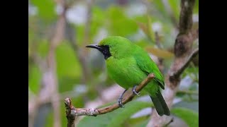 Download Begini Seharusnya Suara Burung Cucak Ijo Gacor Ngentrok Jambul Nembak Video MP3 Begini Seharusnya Suara Burung Cucak Ijo Gacor Ngentrok Jambul Nembak