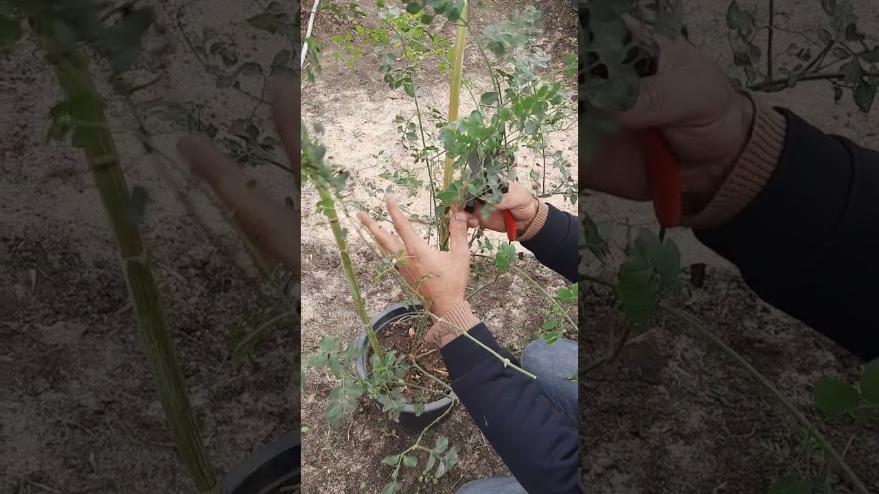 ياسمين بلدى