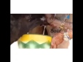 روح البداوه
