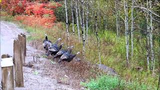 Apsley's Thanksgiving Turkeys screenshot 3