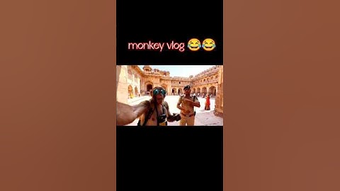 Monkey vlog Enjoy 😂😂 | #monkeyvlog #monkey #shortvideo #trending #myfirstvlog #shorts #viral