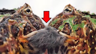 Frogs competing for a hamster【WARNING LIVE FEEDING】