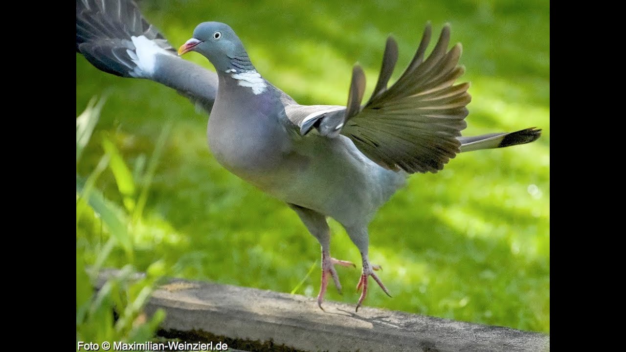 Nikon Z9, how the Animal-Eye-Autofocus works. soaring woodpigeon