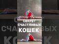 СКРУТКА ДЛЯ ПОЗВОНОЧНИКА