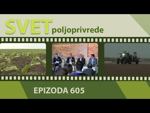 Video: Uzgoj šećerne repe - saznajte više o biljkama šećerne repe