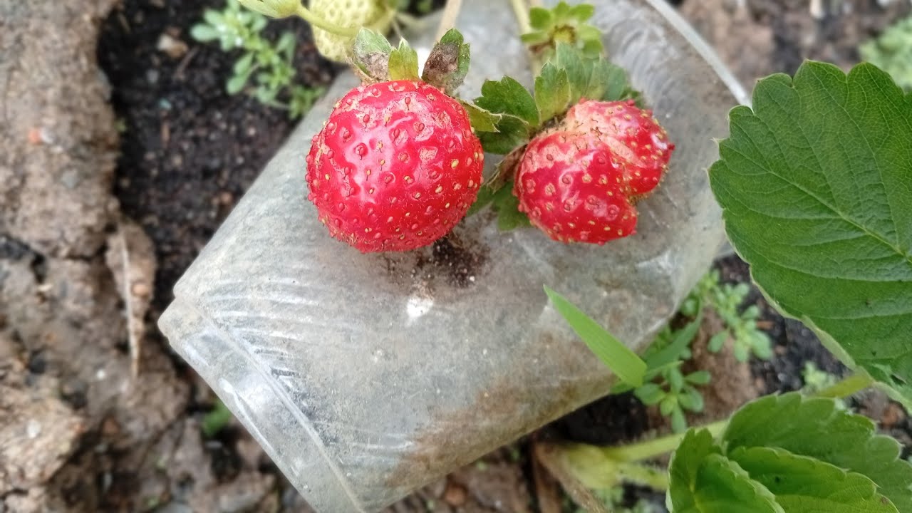 Sweet Charlie Strawberry 🍓🍓 Papanu magbunga Ang Seedlings?