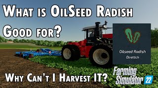 What is OilSeed Radish in Farming Simulator 22