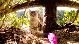 怖がりな子猫達が茂みに隠れておもちゃをツンツンする