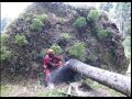 Chainsaw Husqvarna 357 XP - Complete processing uprooted tree, cutting fisprove, lopping, handling.