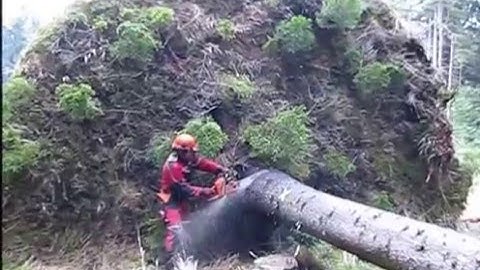 Chainsaw Husqvarna 357 XP - Complete processing uprooted tree, cutting fisprove, lopping, handling.