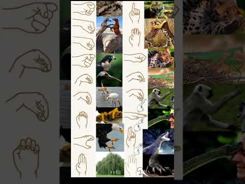 Animal Hand Sign Your Favourite In Science Comment