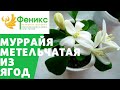 Мурайя метельчатая размножение