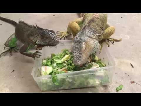Video: Groene Leguaan - Leguaan Leguaan Reptielenras Hypoallergeen, Gezondheid En Levensduur