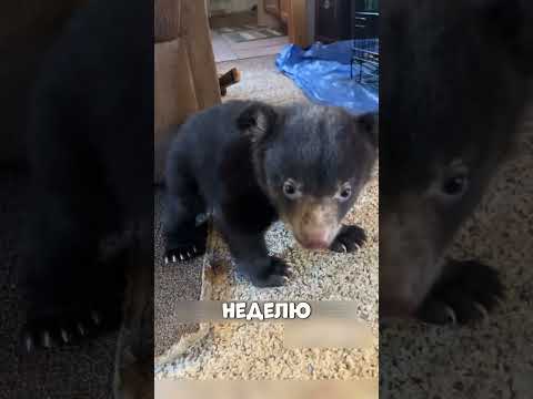 МЕДВЕЖОНОК стал лучшим ДРУГОМ человека🤗🔥🐻