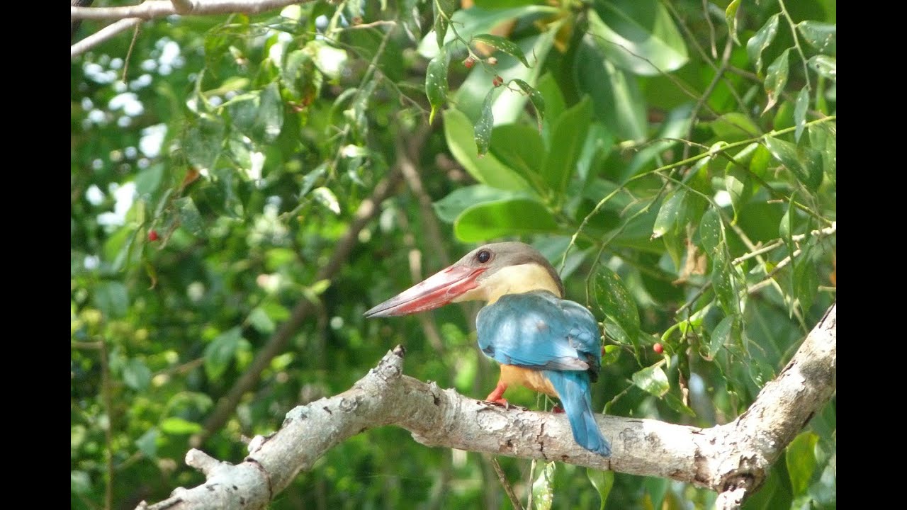 BURUNG RAJA  UDANG YANG LANGKA Video Slideshow Hewan  