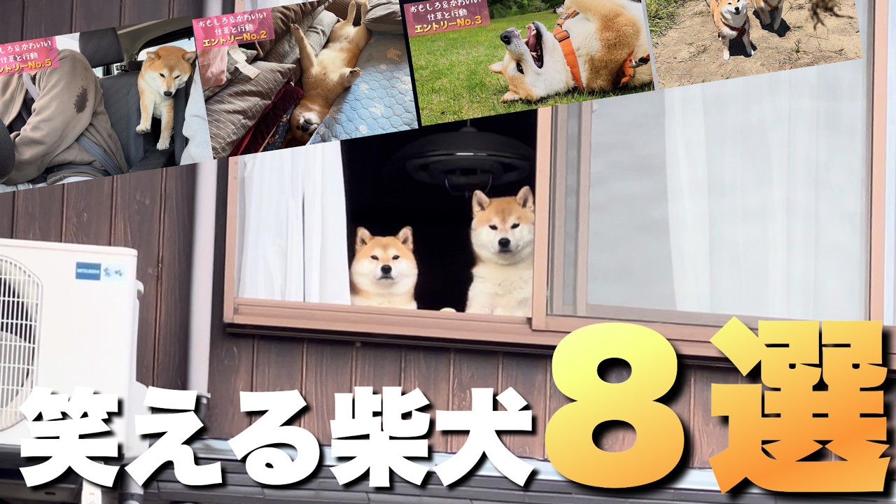 柴犬が好き A special feature showcasing adorable, almost comical, gestures