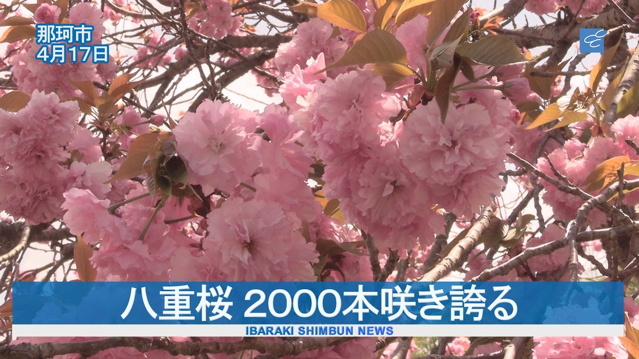 2,000 double-flowered cherry trees in full bloom at Naka-Shizumine