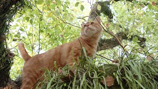 庭園をパトロールする茶トラ猫、高い木に登って周囲を見渡す
