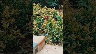 hanumanji?||monkey gardener?||hanumanmonkey