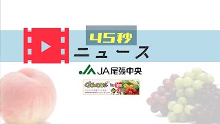収穫最盛期の桃の木折れる 桃農家の被害甚大【🎥動画あり】 | JA尾張中央