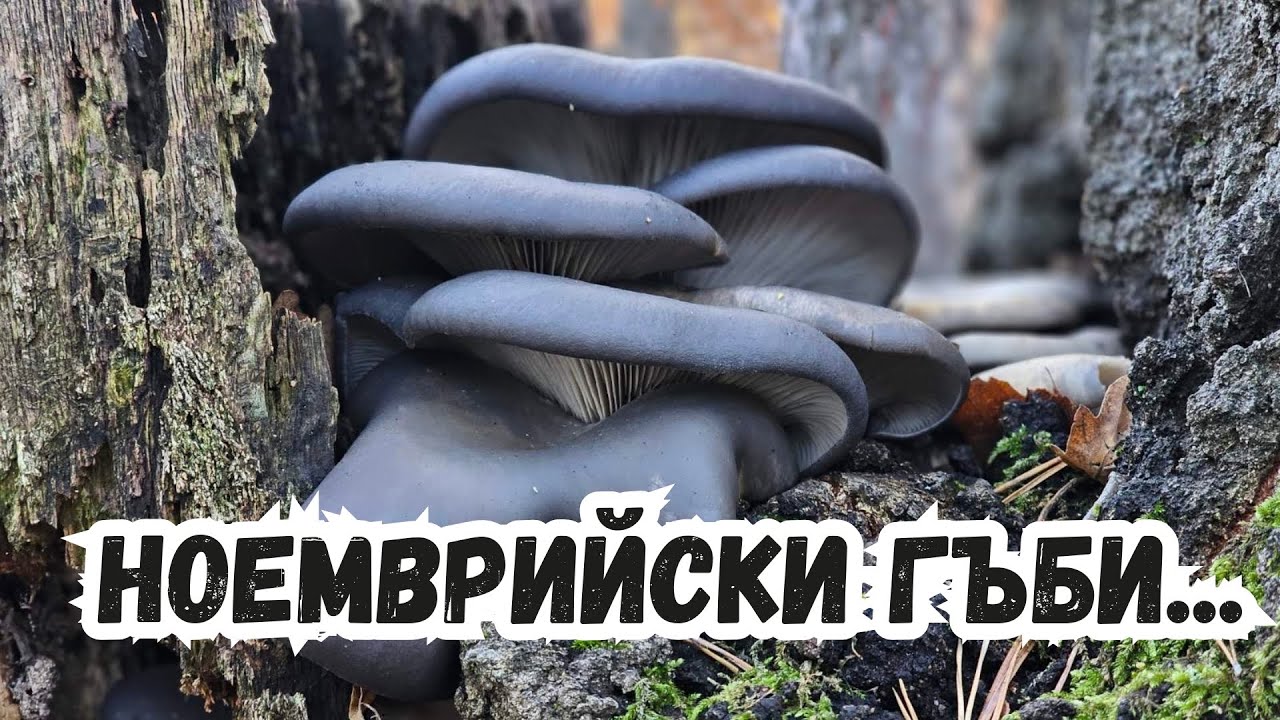 #гората е пълна с черни #гъби!