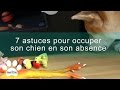 7 astuces pour occuper son chien  assur opoil