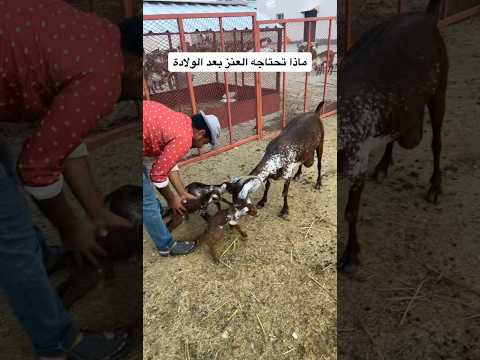 ماذا تحتاجه العنز بعد الولادة ولادة العنز ثلاثه Goat Shorts