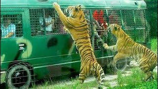 Safari Park -Top1 Travel Spot In Bangladesh