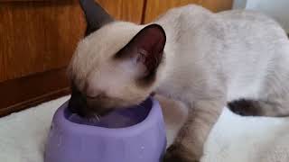 The Cutest Kitten Drinking Water  Too Cute to Miss!