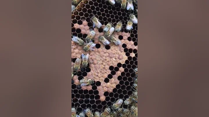 Beekeeping Update Nov 19th - Hive 3
