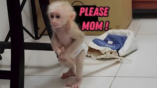 Baby Monkey SUGAR Funny Begs Mom Taking to Beautiful Christmas Cafe