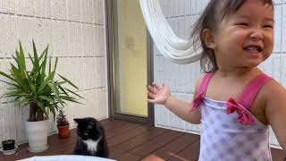 プールに興味津々の猫　ラガマフィンA cat with an interest in the pool. Ragamuffin.