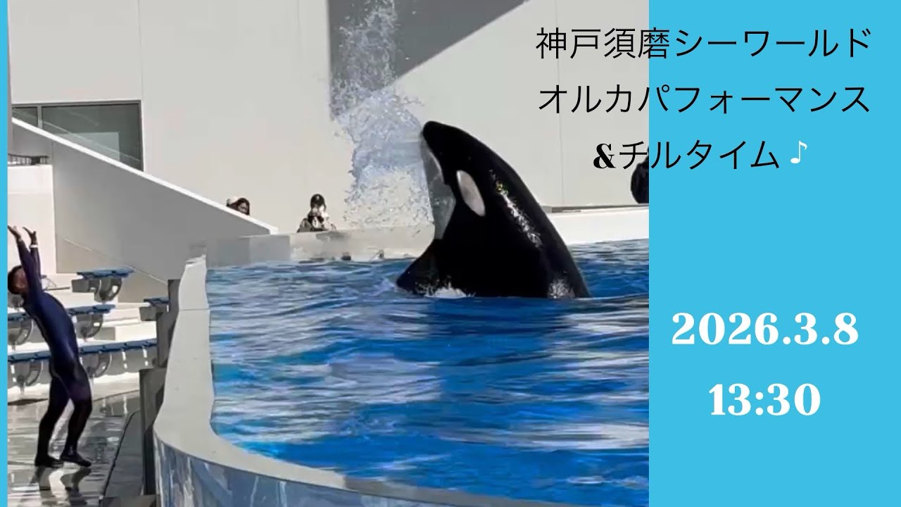 神戸須磨シーワールド　オルカパフォーマンス　&チルタイム♪ 2026.3.8 13:30