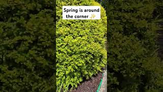 Brown mulch installation by us! #brownmulch #mulchinstallation #mulchlandscaping #mulchproject