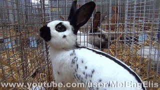 Lapin Papillon Anglais Noir - English Rabbit - Englische Schecke - La Capelle 2020