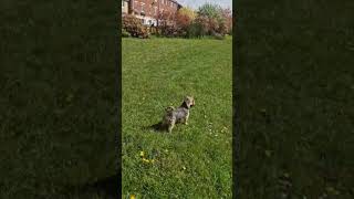 #meet#stacey #mr#star #puppy #cute #happy #pets #love #harmony #outdoors