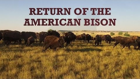 Return of the American Bison