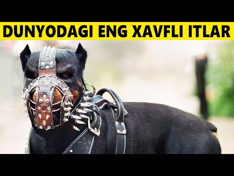 Video: Dunyodagi eng xavfli hayvon qaysi?