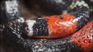 ⚠️🐍 AS 3 COBRAS MAIS VENENOSAS DO BRASIL! | CUIDADO EXTREMO!