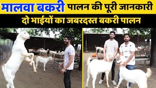 मालवा बकरी पालन की पूरी जानकारी|| Successful goat farming || Harish Yadav