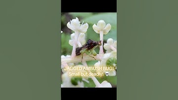 The Deadly JAGGED AMBUSH BUG!