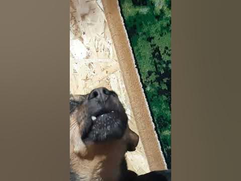 Мамбо - YouTube