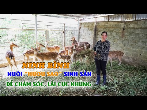Video Lợi nhuận 1 tỷ/năm nhờ nuôi hươu sinh sản & lấy nhung... - youtube