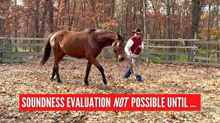 D/C Evaluating Horse's Soundness To Lesson in Respect and Softening