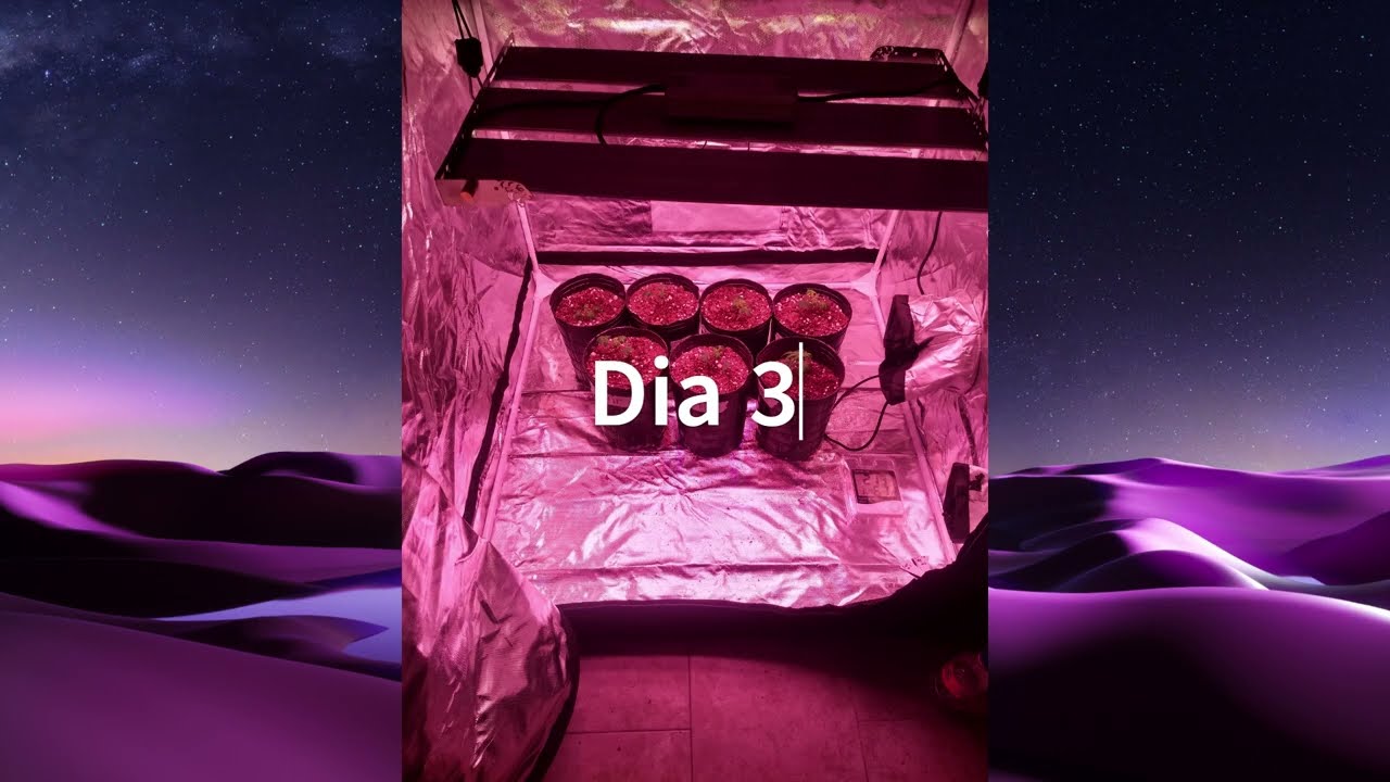 Primer video del canal, seguimiento Mokum's Tulip Black Dog y Nebula