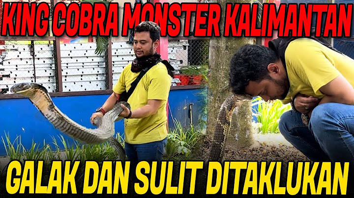 GALAKNYA MONSTER KING COBRA KALIMANTAN HASIL RESCUE DAMKAR KOTA BONTANG !!