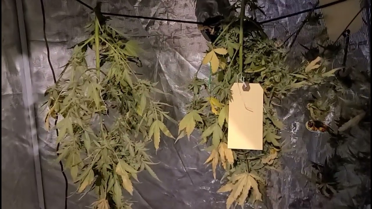How to dry your plants...