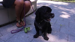 Cockapoo Dogs 101: Is a Cockapoo Right For You? by PetGuide.com 244,516 views 6 years ago 3 minutes, 57 seconds