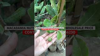 Macadamia Nut Plants Available #macadamianuts #macadamiafarming #viralvideo #viralshort #macadamia