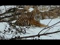 Тигр! Отдыхает возле дороги !!! Бесстрашный хозяин уссурийской тайги! Tiger ! fearless owner Taiga!